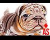 Adopt a Bulldog 3