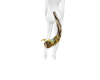 DT| Bastet Tail