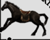BLACK HORSE ARABIC