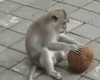 FUNNY COCONUT AXSHN