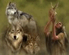 manada de lobos y india