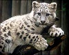 leopard pic 3