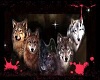 All wolf