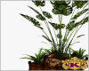 Potted Plant Tropical