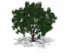 Shade Tree 2024