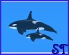 !ST! Killer Whales/Orca