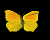 A yellow butterfly