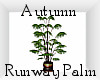 Autumn Runway Palm