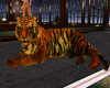 derivable tigre 