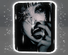 nocturnal muse ♡