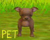 [Z] Pet Chihuahua Brown