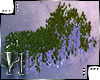 Wysteria