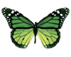 Flying green butterfly