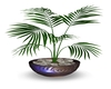 Green Plant in pot
