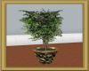 [JS]Ficus in B&G Vase