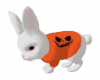 Halloween Bunny Pet  run