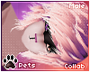 [Pets] Ailva | hair v5