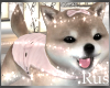 Rus Bliss Shiba Puppy 8