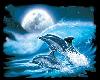 Dolphin Surfboard