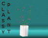 classy plant