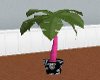 [MZ] Fuchsia Trunk Palm