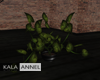 !A Plant I