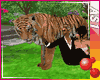 Couple & Tiger