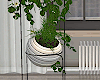 Modern Home Plants
