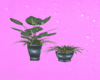 TDM TWO PLANTS