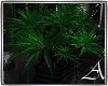 A♥ Ptted Tree plant a