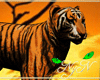 Safari Tiger [NyN]
