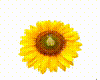 Sunflower Effect F0-3