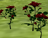 3 RED ROSES
