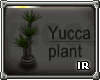 [IR] yucca plant