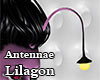 Lilagon Antennae