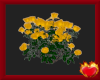Yellow Rose Bush 2