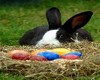Ostara Rabbit and Eggs