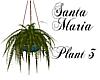 Santa Maria-plant 3