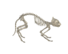 cat skeleton
