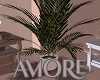 Amore BUUDOIR PLANTS