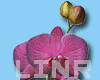 Orchidea Pink  Vase