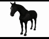 Black horse walk pose