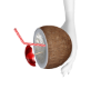 W - Coconut w poses