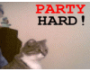 Party Hard Kitty