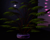 Deja Vu Plant 1
