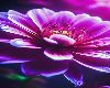 Flowers 6 - VRect