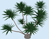 3D Yucca Tree