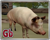 Pig Anm Farmers