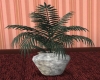 black n gray potted palm