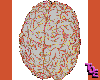 the male brain
